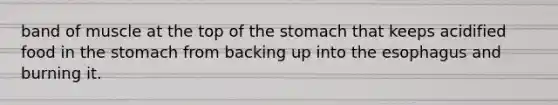 band of muscle at the top of the stomach that keeps acidified food in the stomach from backing up into the esophagus and burning it.