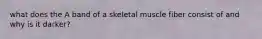 what does the A band of a skeletal muscle fiber consist of and why is it darker?