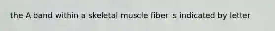 the A band within a skeletal muscle fiber is indicated by letter