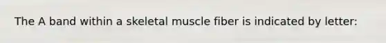 The A band within a skeletal muscle fiber is indicated by letter: