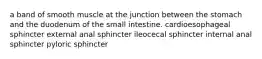 a band of smooth muscle at the junction between the stomach and the duodenum of the small intestine. cardioesophageal sphincter external anal sphincter ileocecal sphincter internal anal sphincter pyloric sphincter