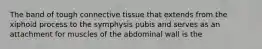 The band of tough connective tissue that extends from the xiphoid process to the symphysis pubis and serves as an attachment for muscles of the abdominal wall is the