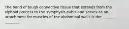 The band of tough connective tissue that extends from the xiphoid process to the symphysis pubis and serves as an attachment for muscles of the abdominal walls is the _______ ________