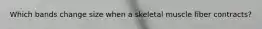 Which bands change size when a skeletal muscle fiber contracts?