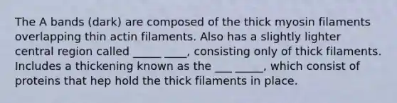 The A bands (dark) are composed of the thick myosin filaments overlapping thin actin filaments. Also has a slightly lighter central region called _____ ____, consisting only of thick filaments. Includes a thickening known as the ___ _____, which consist of proteins that hep hold the thick filaments in place.