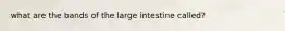 what are the bands of the large intestine called?