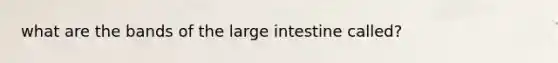 what are the bands of the large intestine called?