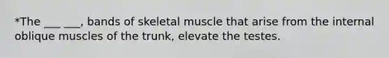 *The ___ ___, bands of skeletal muscle that arise from the internal oblique muscles of the trunk, elevate the testes.