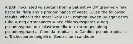 A BAP inoculated w/ sputum from a patient w/ DM grew very few bacterial flora and a predominance of yeast. Given the following results, what is the most likely ID? Cornmeal Tween 80 agar germ tube = neg arthrospores = neg chlamydospores = neg pseudohyphae = + blastoconidia = + (arranged along pseudohyphae) a. Candida tropicalis b. Candida pseudotropicalis c. Trichosporon beigelii d. Geotrichum candidum