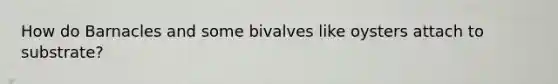How do Barnacles and some bivalves like oysters attach to substrate?