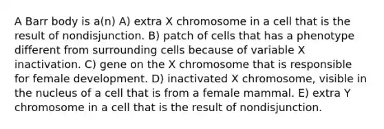 A Barr body is a(n) A) extra X chromosome in a cell that is the result of nondisjunction. B) patch of cells that has a phenotype different from surrounding cells because of variable X inactivation. C) gene on the X chromosome that is responsible for female development. D) inactivated X chromosome, visible in the nucleus of a cell that is from a female mammal. E) extra Y chromosome in a cell that is the result of nondisjunction.