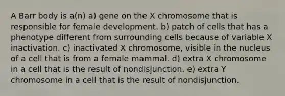 A Barr body is a(n) a) gene on the X chromosome that is responsible for female development. b) patch of cells that has a phenotype different from surrounding cells because of variable X inactivation. c) inactivated X chromosome, visible in the nucleus of a cell that is from a female mammal. d) extra X chromosome in a cell that is the result of nondisjunction. e) extra Y chromosome in a cell that is the result of nondisjunction.