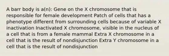 A barr body is a(n): Gene on the X chromosome that is responsible for female development Patch of cells that has a phenotype different from surrounding cells because of variable X inactivation Inactivated X chromosome, visible in the nucleus of a cell that is from a female mammal Extra X chromosome in a cell that is the result of nondisjunction Extra Y chromosome in a cell that is the result of nondisjunction