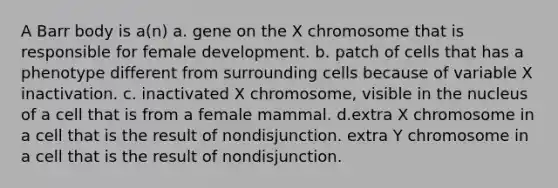 A Barr body is a(n) a. gene on the X chromosome that is responsible for female development. b. patch of cells that has a phenotype different from surrounding cells because of variable X inactivation. c. inactivated X chromosome, visible in the nucleus of a cell that is from a female mammal. d.extra X chromosome in a cell that is the result of nondisjunction. extra Y chromosome in a cell that is the result of nondisjunction.