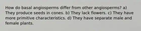 How do basal angiosperms differ from other angiosperms? a) They produce seeds in cones. b) They lack flowers. c) They have more primitive characteristics. d) They have separate male and female plants.