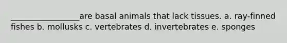 _________________are basal animals that lack tissues. a. ray-finned fishes b. mollusks c. vertebrates d. invertebrates e. sponges