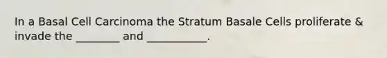 In a Basal Cell Carcinoma the Stratum Basale Cells proliferate & invade the ________ and ___________.