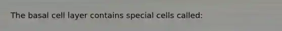 The basal cell layer contains special cells called: