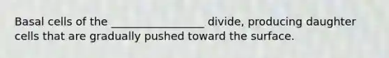 Basal cells of the _________________ divide, producing daughter cells that are gradually pushed toward the surface.