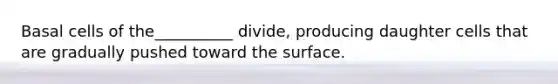 Basal cells of the__________ divide, producing daughter cells that are gradually pushed toward the surface.