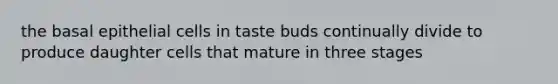 the basal epithelial cells in taste buds continually divide to produce daughter cells that mature in three stages