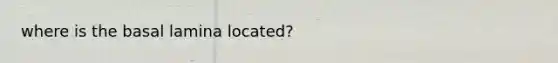 where is the basal lamina located?