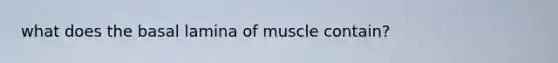 what does the basal lamina of muscle contain?