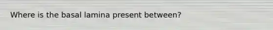 Where is the basal lamina present between?