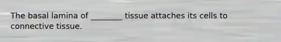 The basal lamina of ________ tissue attaches its cells to connective tissue.