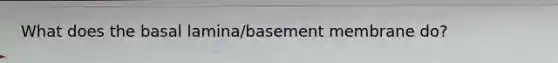 What does the basal lamina/basement membrane do?