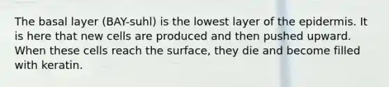 The basal layer (BAY-suhl) is the lowest layer of <a href='https://www.questionai.com/knowledge/kBFgQMpq6s-the-epidermis' class='anchor-knowledge'>the epidermis</a>. It is here that new cells are produced and then pushed upward. When these cells reach the surface, they die and become filled with keratin.