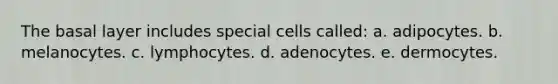 The basal layer includes special cells called: a. adipocytes. b. melanocytes. c. lymphocytes. d. adenocytes. e. dermocytes.