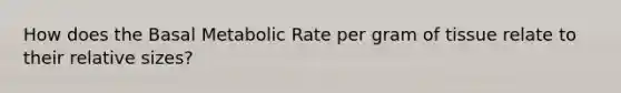 How does the Basal Metabolic Rate per gram of tissue relate to their relative sizes?