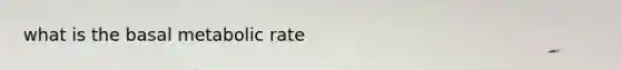 what is the basal metabolic rate