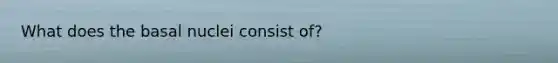 What does the basal nuclei consist of?