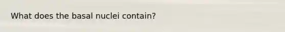 What does the basal nuclei contain?