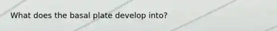 What does the basal plate develop into?