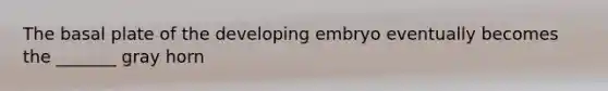 The basal plate of the developing embryo eventually becomes the _______ gray horn