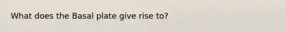 What does the Basal plate give rise to?