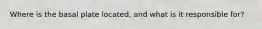 Where is the basal plate located, and what is it responsible for?