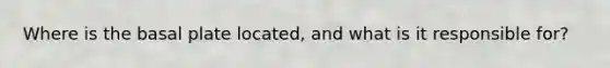 Where is the basal plate located, and what is it responsible for?