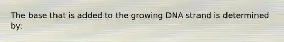 The base that is added to the growing DNA strand is determined by: