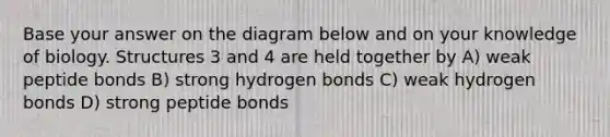 Base your answer on the diagram below and on your knowledge of biology. Structures 3 and 4 are held together by A) weak peptide bonds B) strong hydrogen bonds C) weak hydrogen bonds D) strong peptide bonds