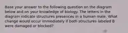 Base your answer to the following question on the diagram below and on your knowledge of biology. The letters in the diagram indicate structures presences in a human male. What change would occur immediately if both structures labeled B were damaged or blocked?