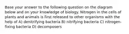 Base your answer to the following question on the diagram below and on your knowledge of biology. Nitrogen in the cells of plants and animals is first released to other organisms with the help of A) denitrifying bacteria B) nitrifying bacteria C) nitrogen-fixing bacteria D) decomposers