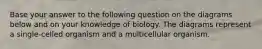 Base your answer to the following question on the diagrams below and on your knowledge of biology. The diagrams represent a single-celled organism and a multicellular organism.