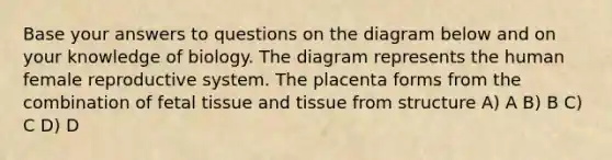 Base your answers to questions on the diagram below and on your knowledge of biology. The diagram represents the human female reproductive system. The placenta forms from the combination of fetal tissue and tissue from structure A) A B) B C) C D) D