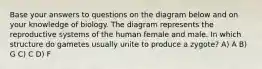 Base your answers to questions on the diagram below and on your knowledge of biology. The diagram represents the reproductive systems of the human female and male. In which structure do gametes usually unite to produce a zygote? A) A B) G C) C D) F