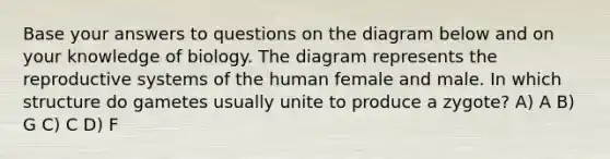 Base your answers to questions on the diagram below and on your knowledge of biology. The diagram represents the reproductive systems of the human female and male. In which structure do gametes usually unite to produce a zygote? A) A B) G C) C D) F