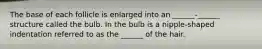The base of each follicle is enlarged into an ______-______ structure called the bulb. In the bulb is a nipple-shaped indentation referred to as the ______ of the hair.